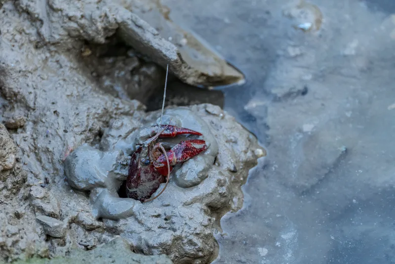 Hunt Smart, Not Hard: What Yabby Predator Instincts Reveal About Finding Your Edge at the Tables