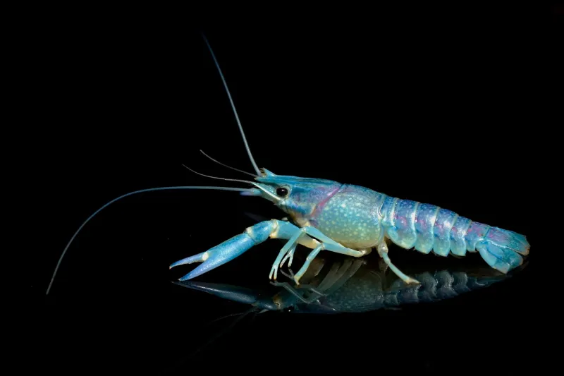 Know Your Seasons: What Yabby Biology Reveals About Tracking Your Own Gaming Peaks and Slumps